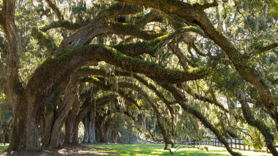 Winding tree tunnel with moss-covered branches in a park setting